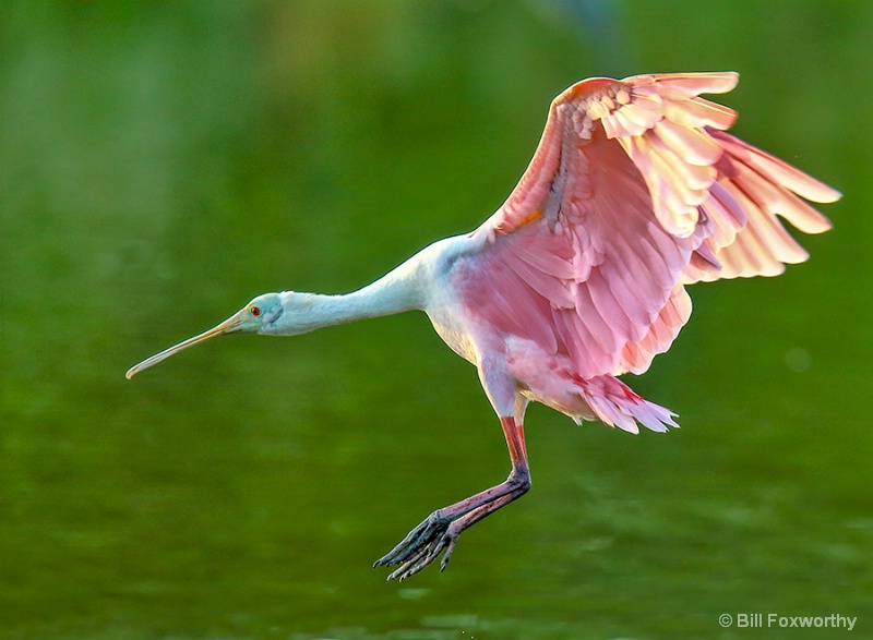 Spoonbill Landing