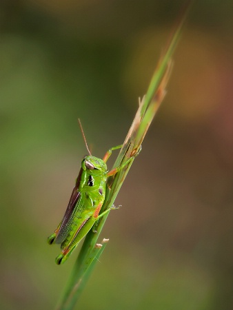 I see you little grasshopper