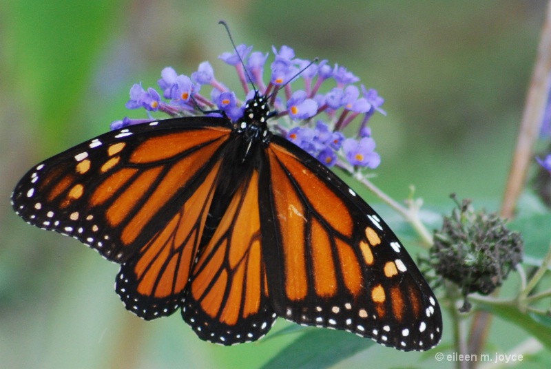 monarch full wings and bush