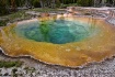 Morning Glory Poo...