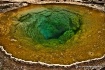Morning Glory Poo...