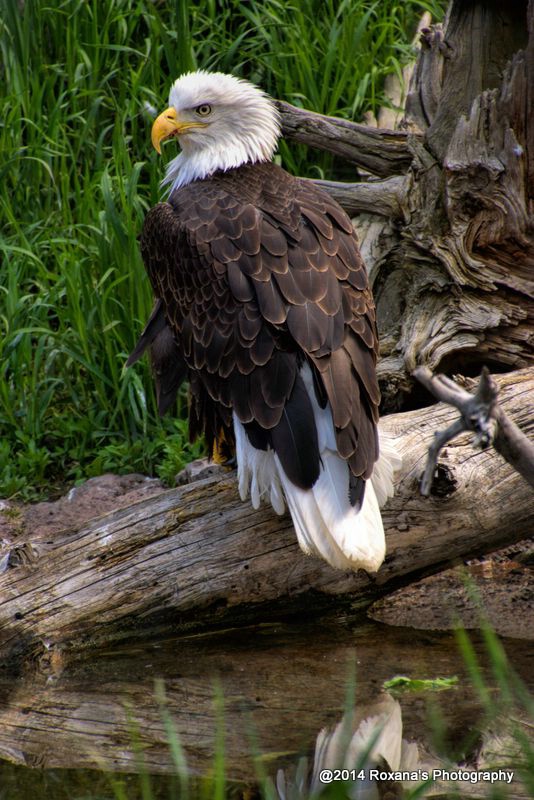 Bald Eagle