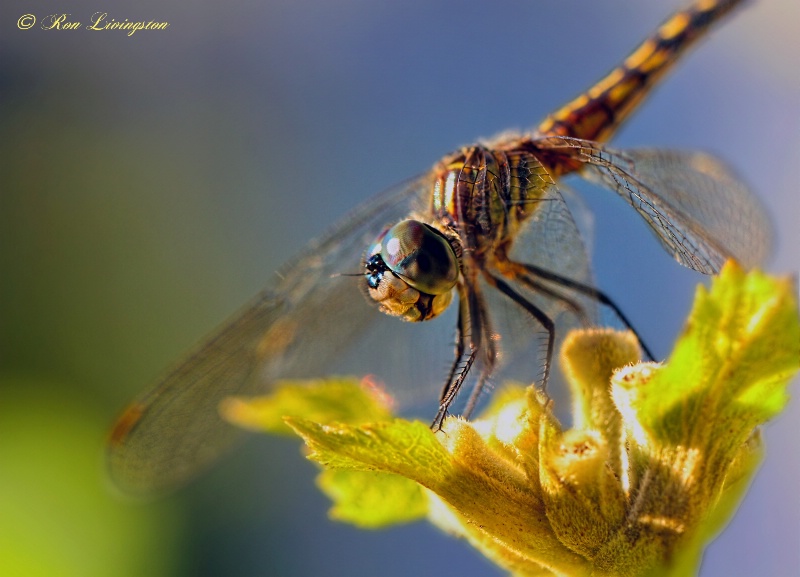 Dragon Fly