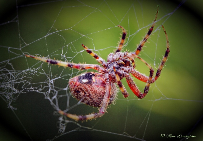 Garden Spider