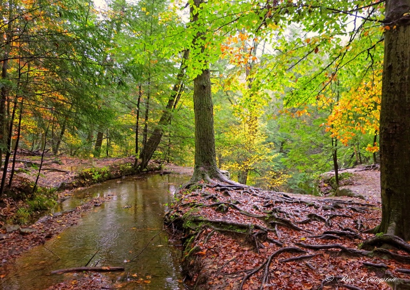 Ash Cave Hike