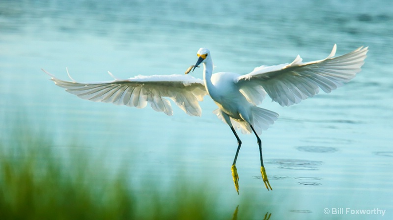 Snowy Egret with Snack