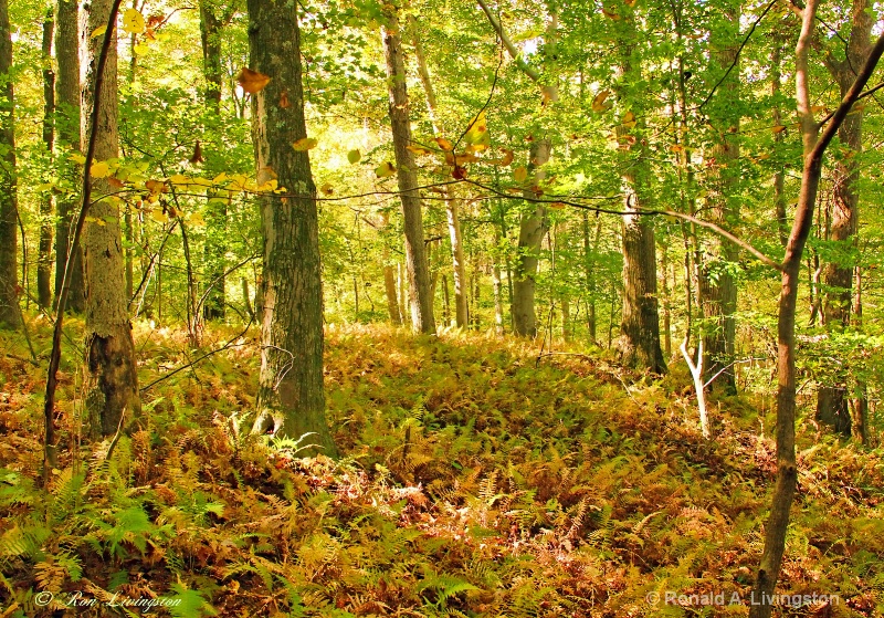 Forest Floor