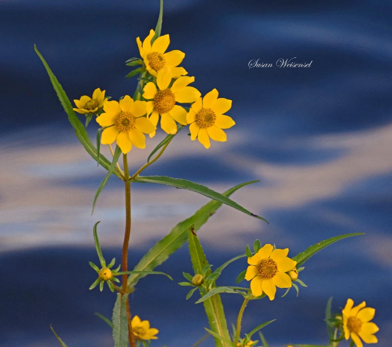 Flowers along the shore