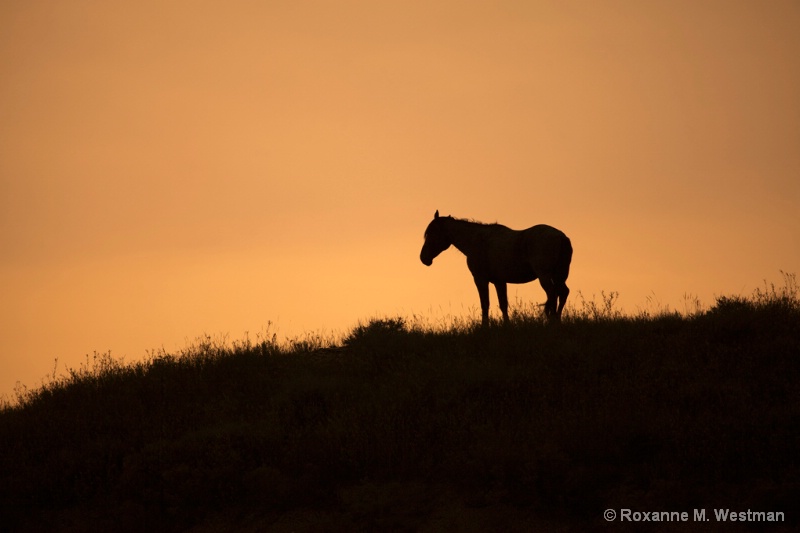 Wild horse silhouette - ID: 14655987 © Roxanne M. Westman