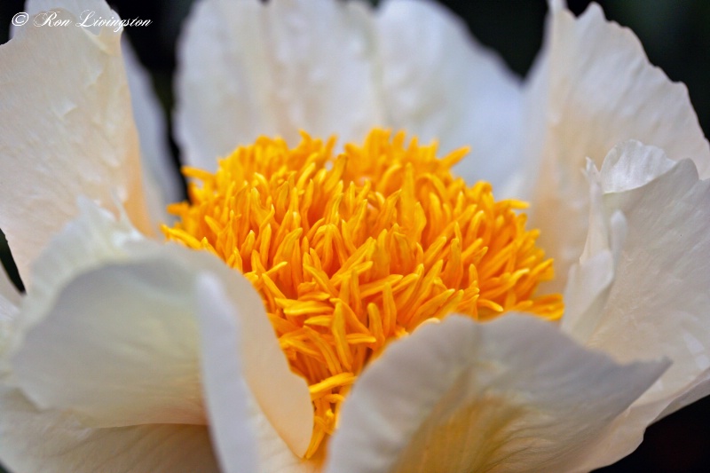 White Peony