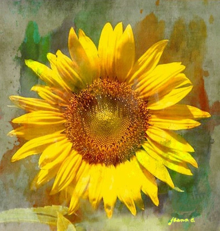 Portrait of a Sunflower!