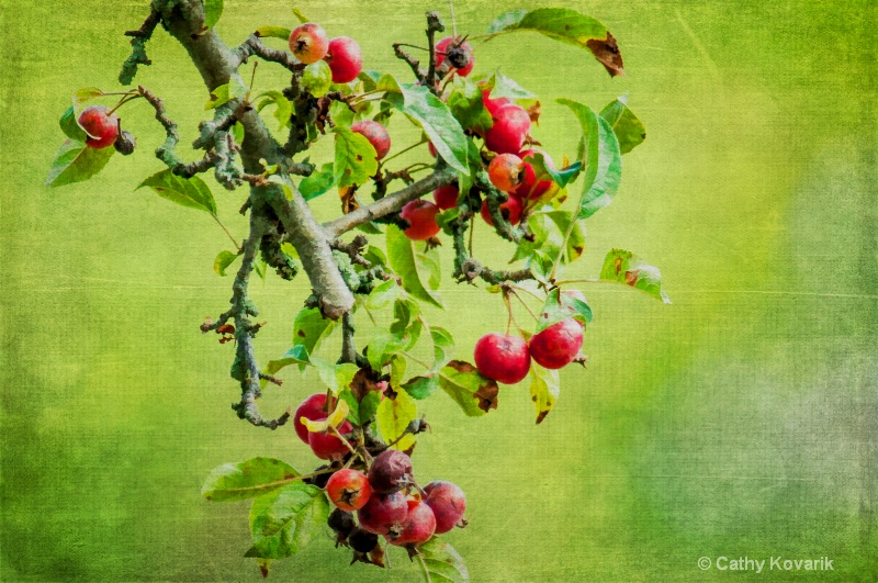 Sweet Crabapples