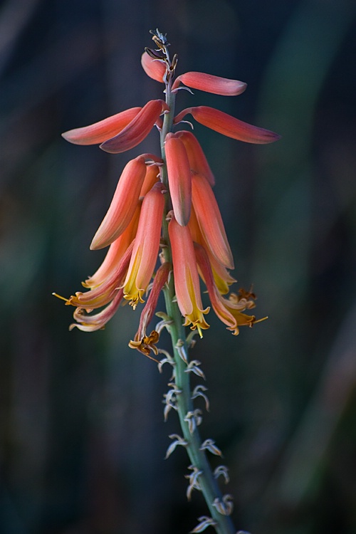 Agave