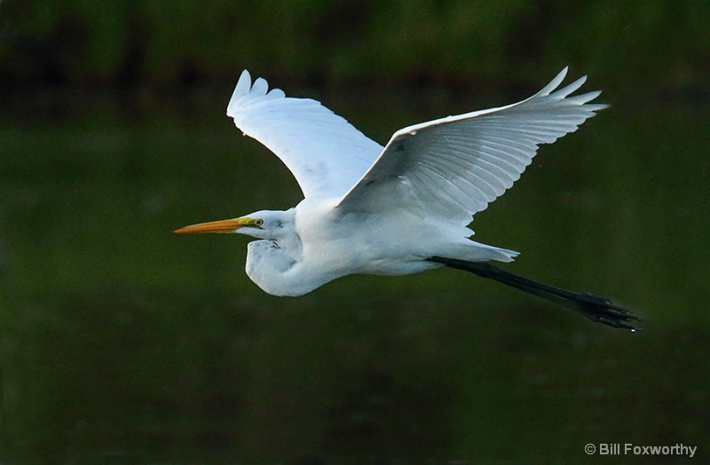 Great White Egret Flight