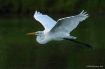 Great White Egret...
