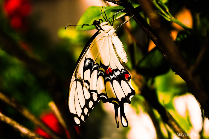 Butterfly_ Mayra Pau