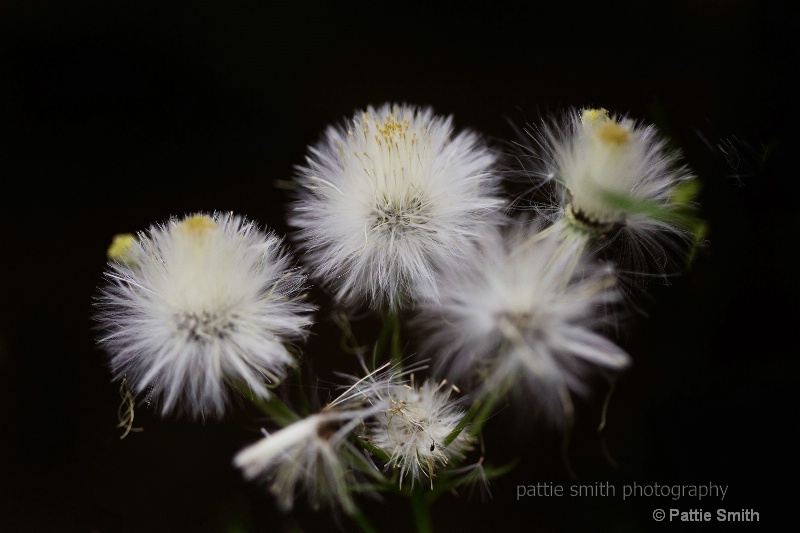 fall dandelions