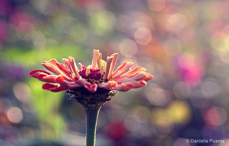 Purple bokeh