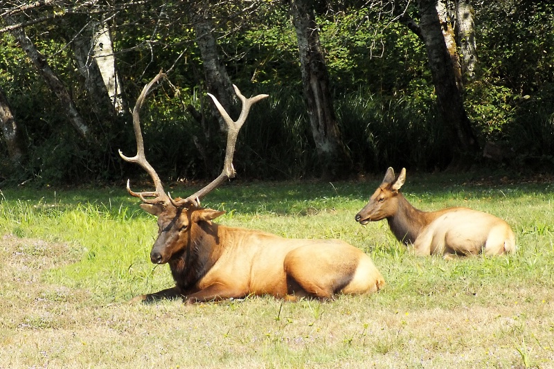 Roosevelt Elk Pair