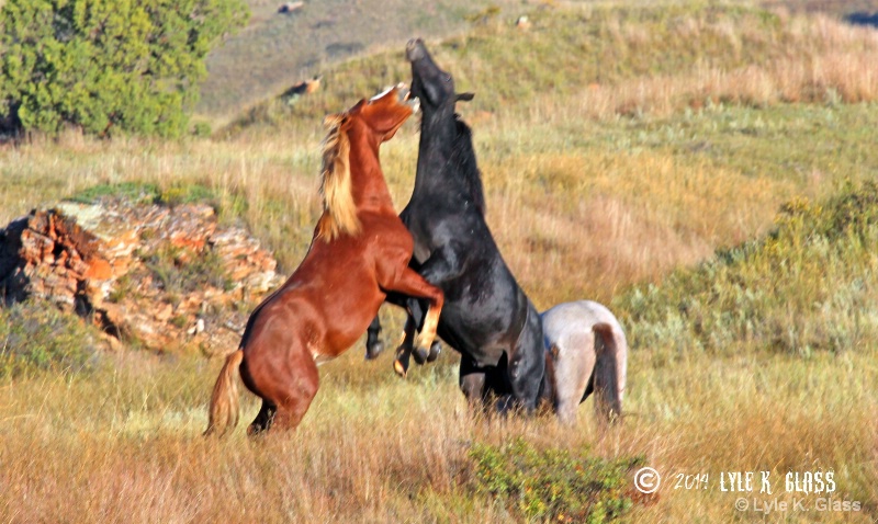 Wild Horse Stallions Having a Tussel