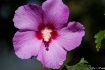Purple Hibiscus 