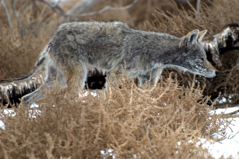 cold coyote
