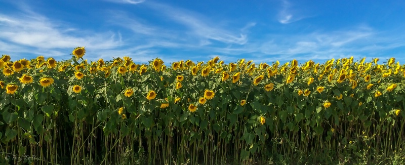 Sunflowers Galore