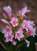 Pink Oleanders