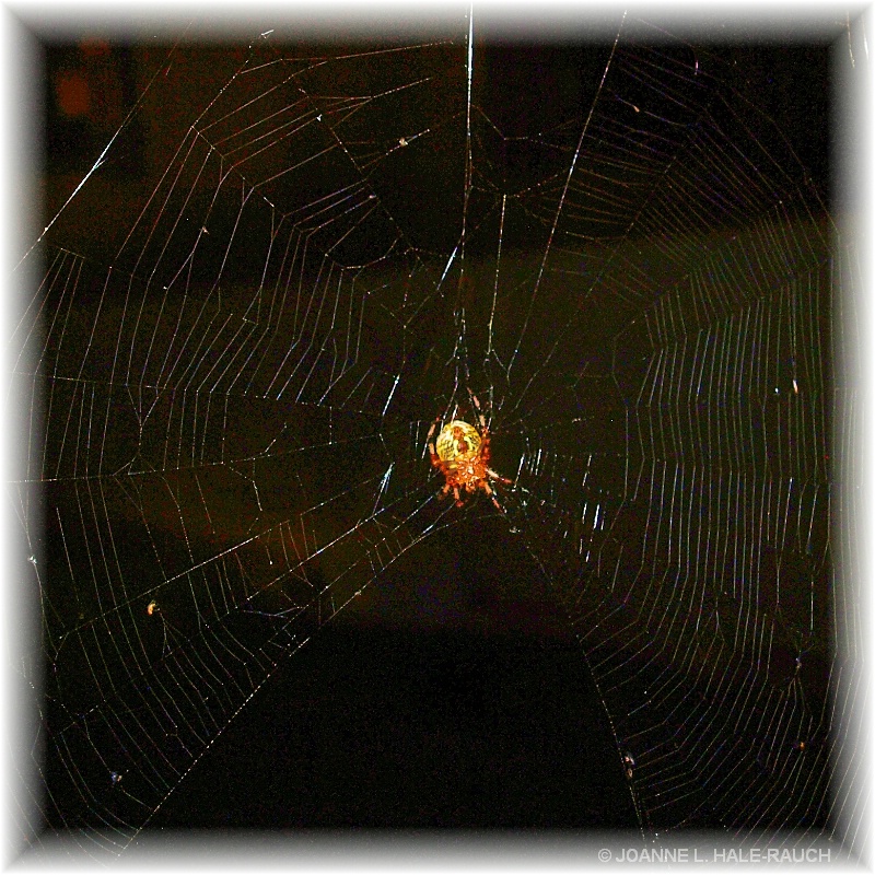THE MYSTEROUS WEB THEY WEAVE - ID: 14660280 © JOANNE HALE-RAUCH