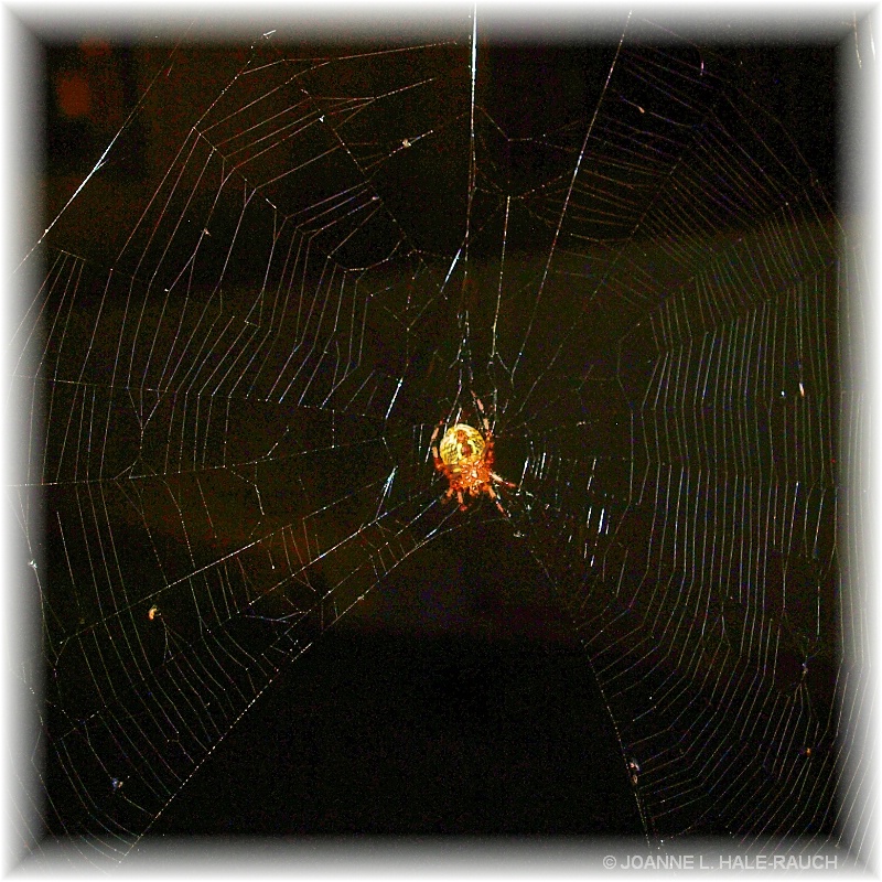 THE MYSTEROUS WEB THEY WEAVE