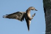 Wood Duck into Ne...