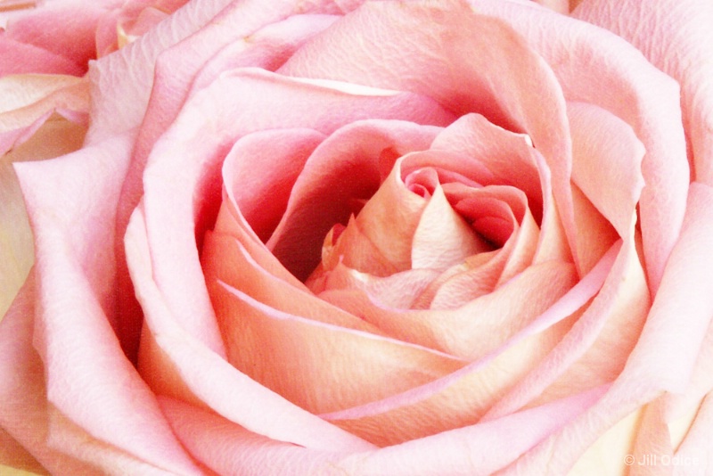 Pink Rose Magic