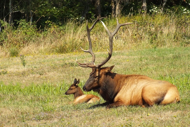 Papa Roosevelt Elk with Offspring