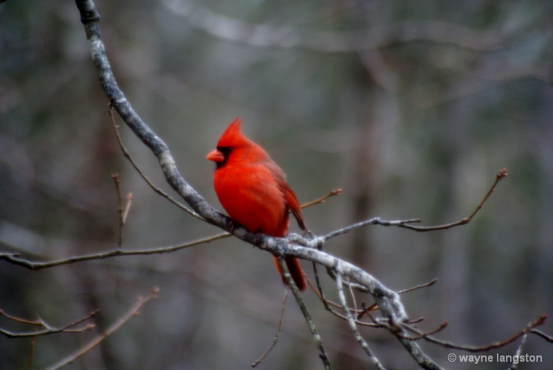 Red Bird winter time