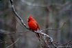 Red Bird winter t...