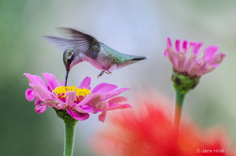 Hummingbird and Pink Flowers