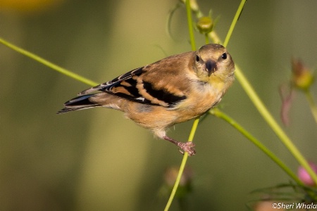 Another Goldfinch