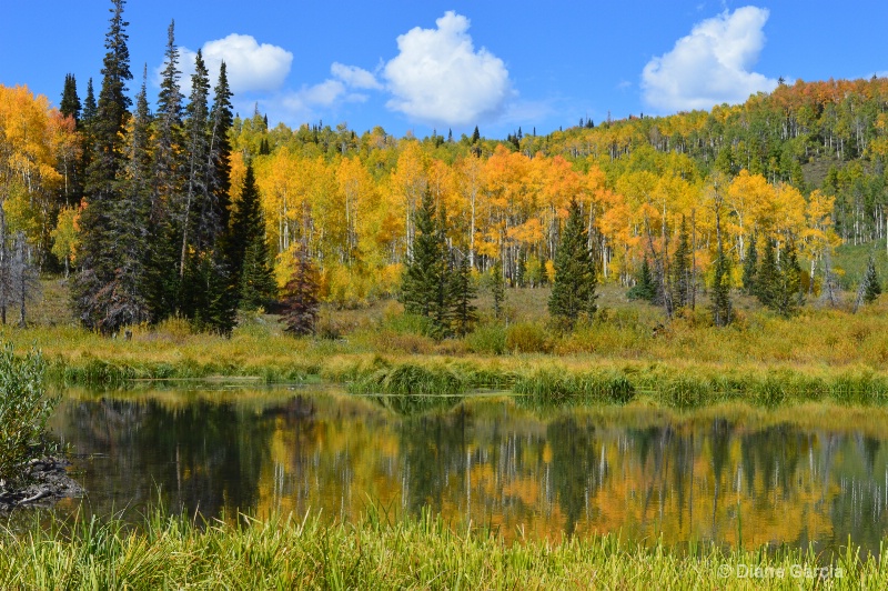 Autumn Reflections