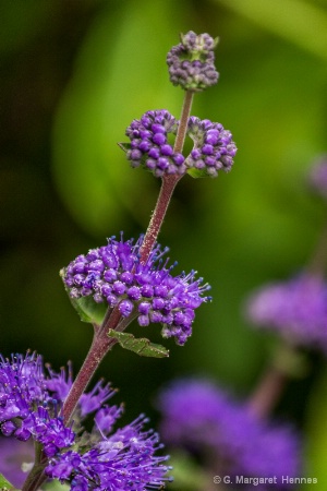 Caryopteris