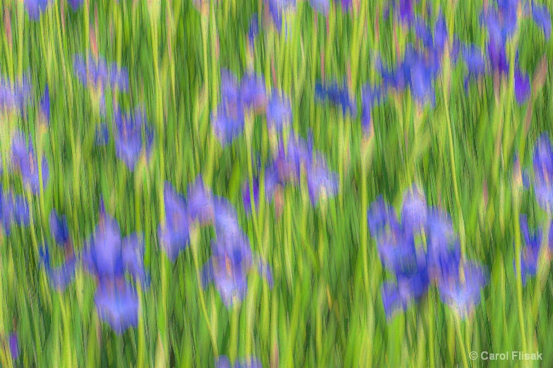 Impressionistic Irises 2 - ID: 14662295 © Carol Flisak