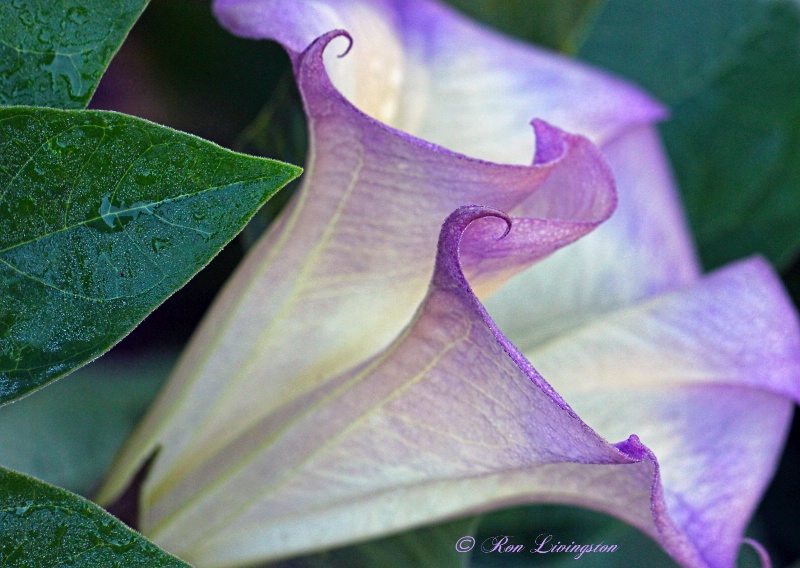 Magic of Moonflowers