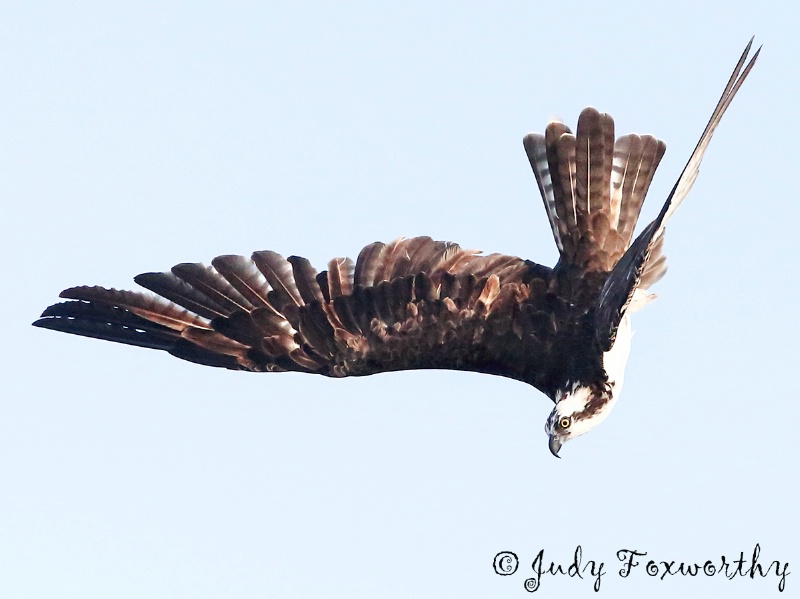 Osprey's Dive Continued