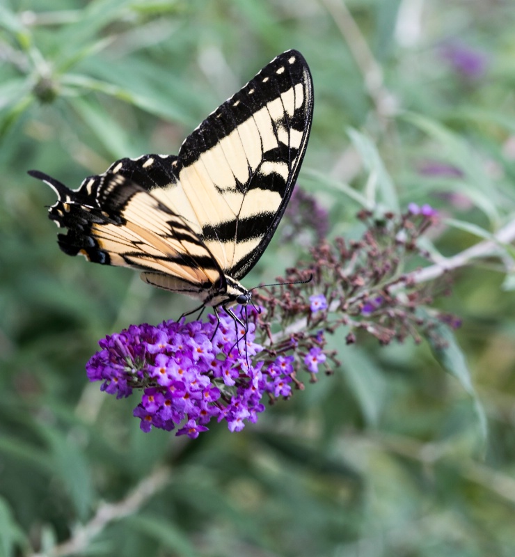 swallowtail on butterfly bush