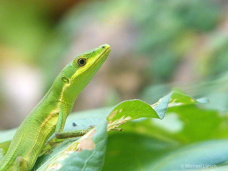 Green Grass Lizard (Taydromus smaragdinus)