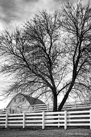 Fence, Barn and Tree