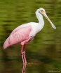 Standing Watch