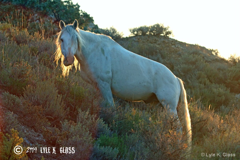 Wild Horse Stallion At Sunrise