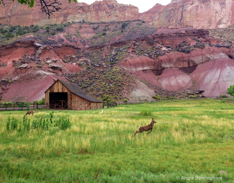 Mule deer