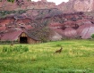 Mule deer