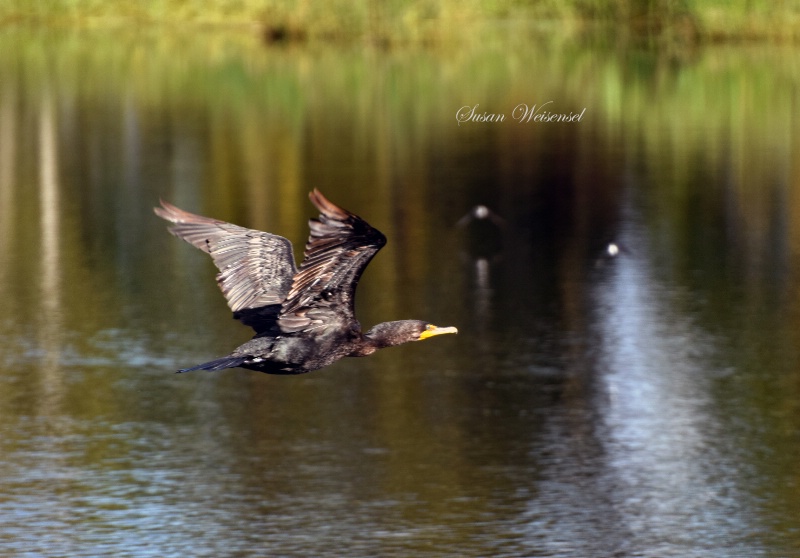 Double-crested Cormorant in Flight